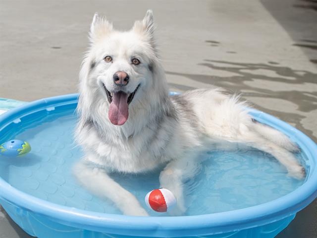 Tigre - Male - Siberian Husky