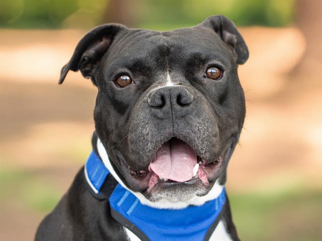 Rambo - Male - Am Bulldog