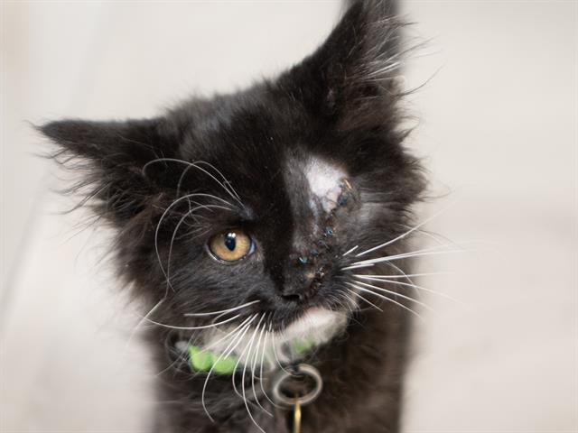 Oreo - Female - Domestic SH