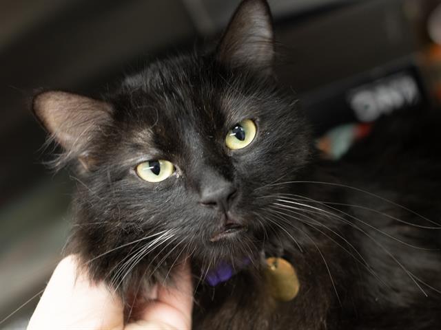 Yoshi - Male - Domestic LH
