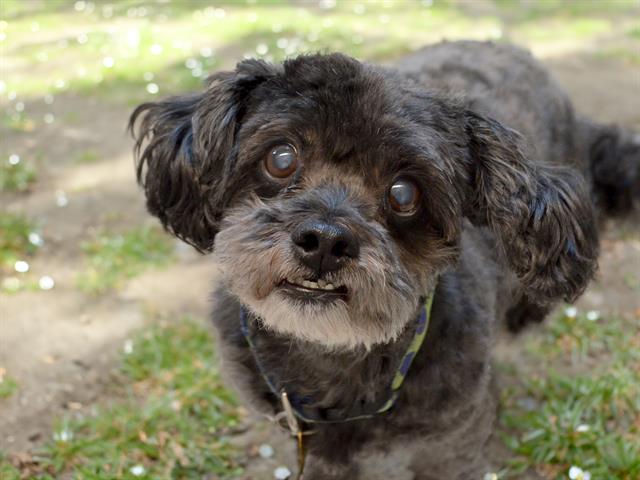 Buttons - Male - Miniature Poodle-Mix