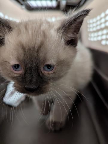 Karlo - Male - Domestic SH