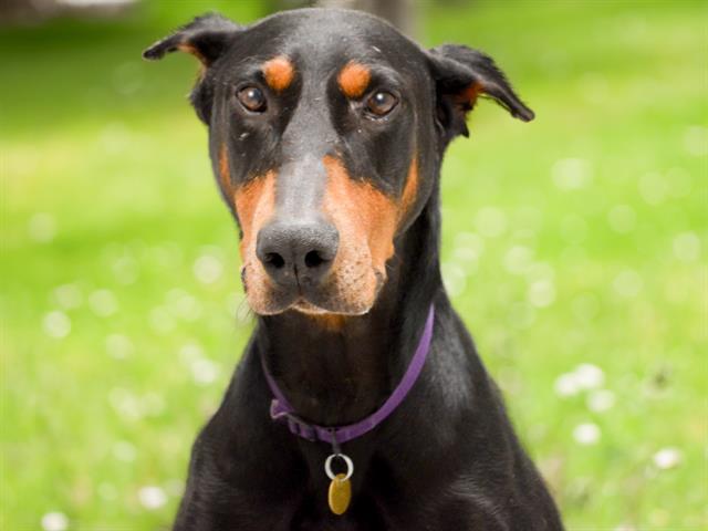 Jackson - Male - Doberman Pinscher