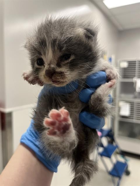 Poozbee - Male - Domestic LH