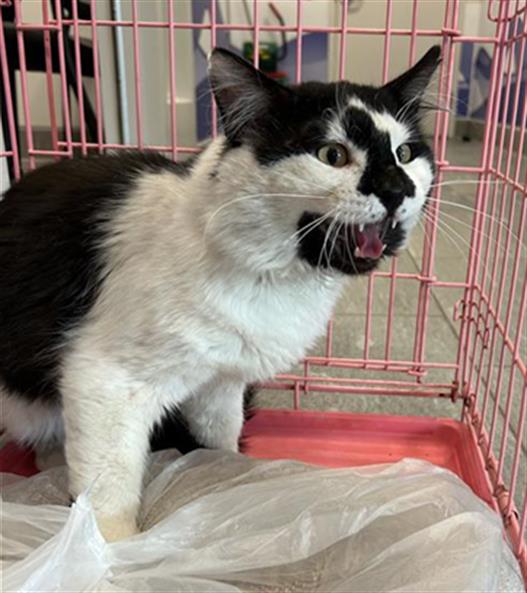  - Male - Domestic MH