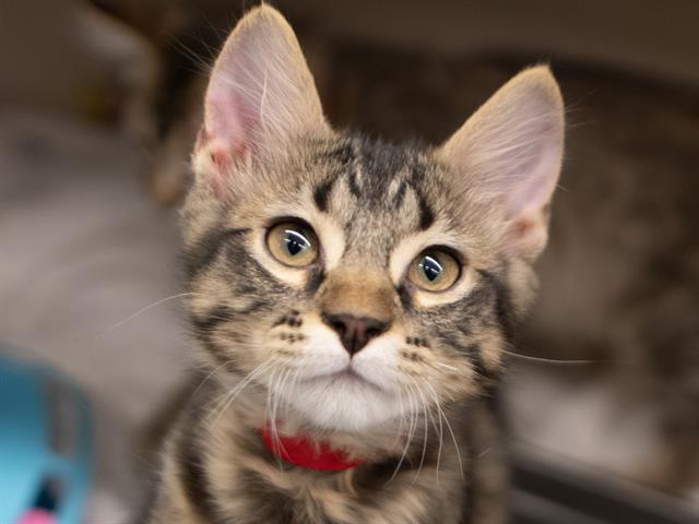 Jupiter - Male - Domestic SH