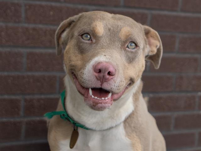 Dolly - Female - Pit Bull-Mix