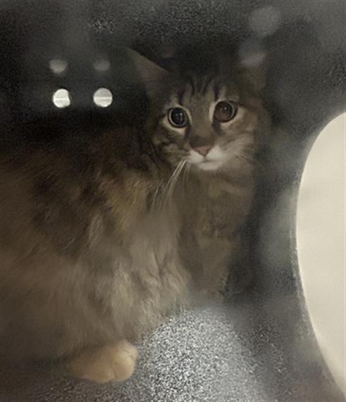  - Female - Domestic MH