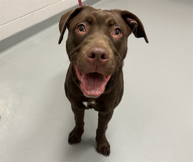 Sadie - Female - Labrador Retriever-Pit Bull
