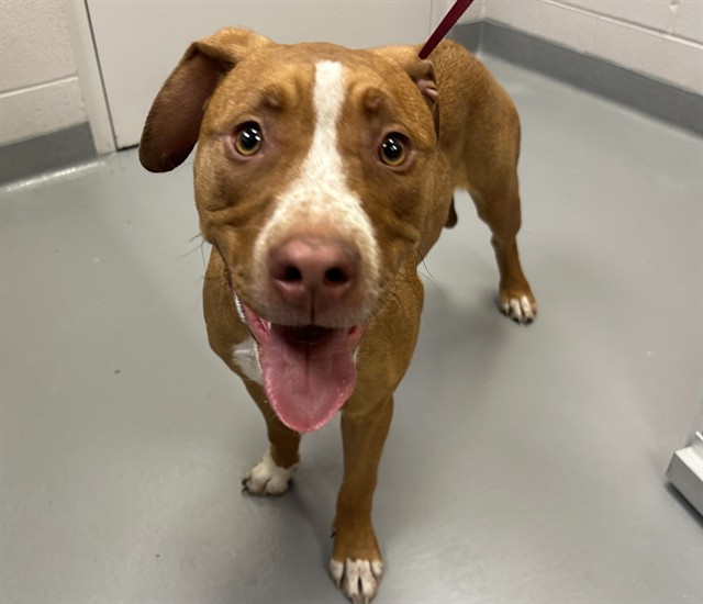 Olivia - Female - Labrador Retriever-Pit Bull