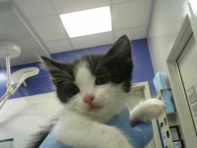 Milo - Female - Domestic SH