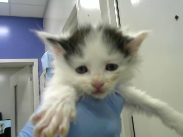 Mickey - Male - Domestic SH