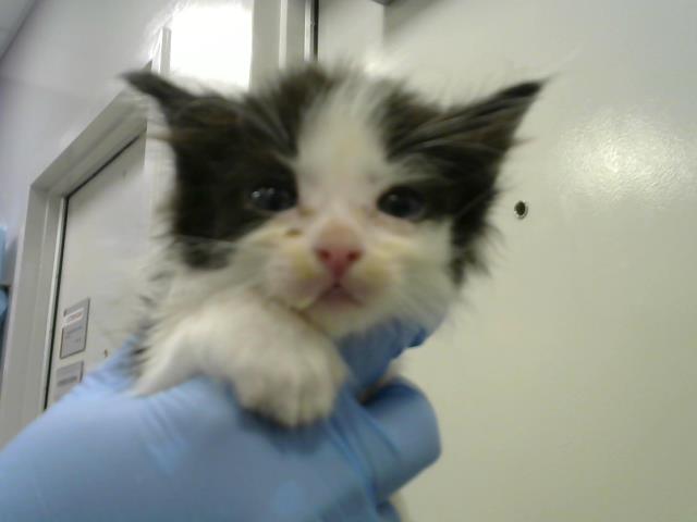 Manuel - Male - Domestic SH