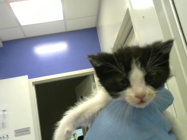Millie - Female - Domestic SH