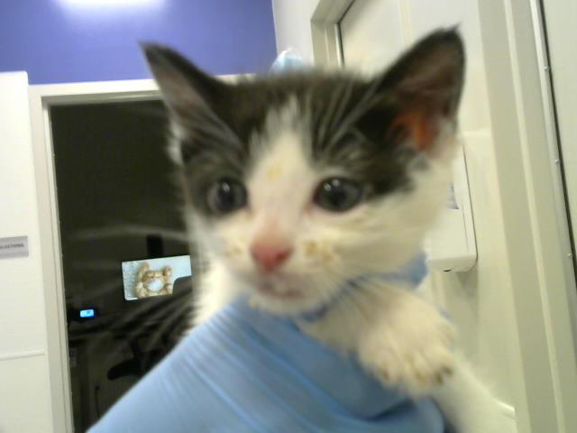 Marvin - Male - Domestic SH