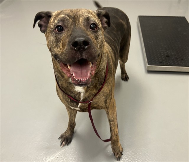 Hot Cocoa - Female - Pit Bull-Mix