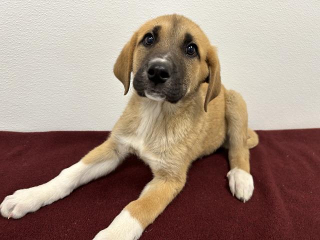 Samuel - Male - Labrador Retriever-Pit Bull