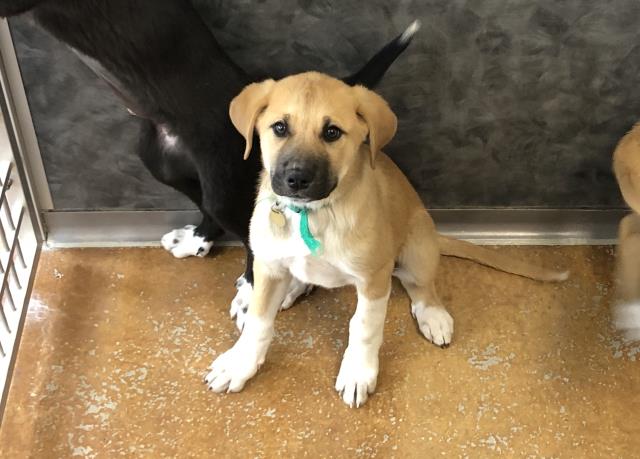 Anna - Female - Labrador Retriever-Pit Bull