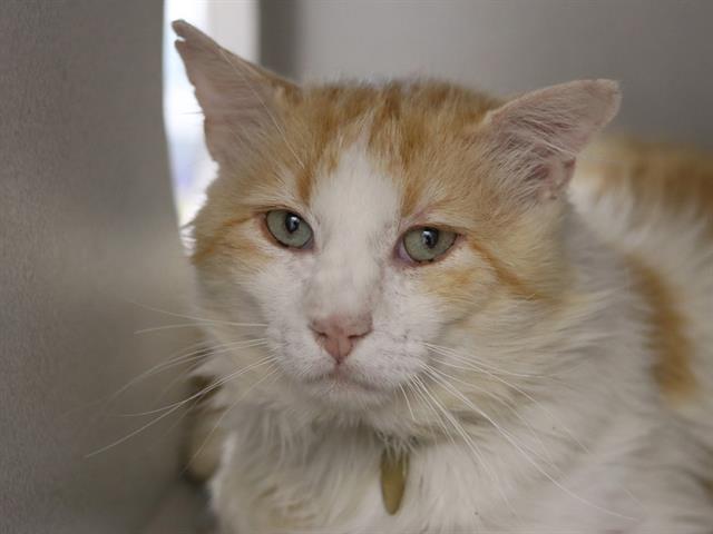 Peppercorn - Male - Domestic MH