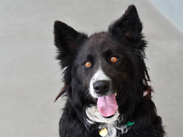 Anastasia - Female - Border Collie-Mix