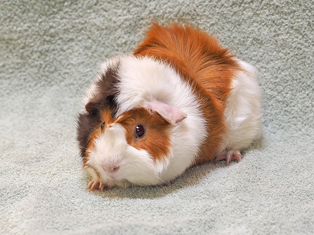 Fred - Male - Guinea Pig