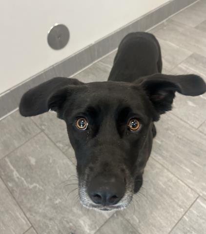 Layla - Female - Labrador Retriever