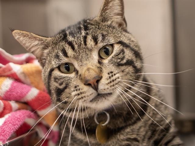 Marty - Male - Domestic SH