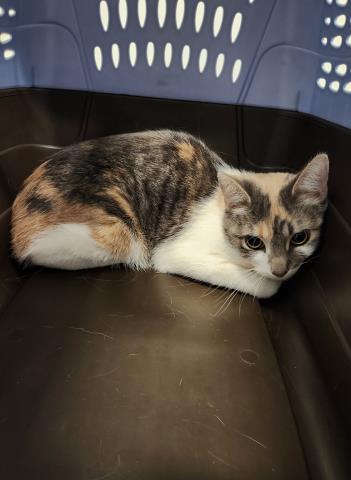 Blue - Female - Domestic SH