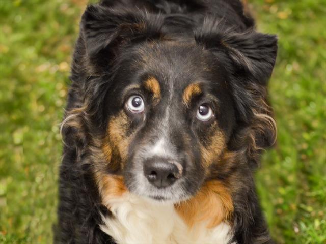 Novah - Female - Australian Shepherd