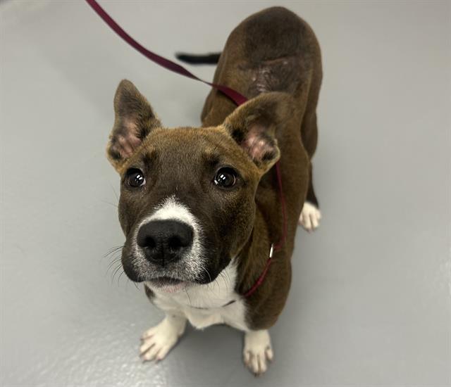 Lillian - Female - Pit Bull-Terrier