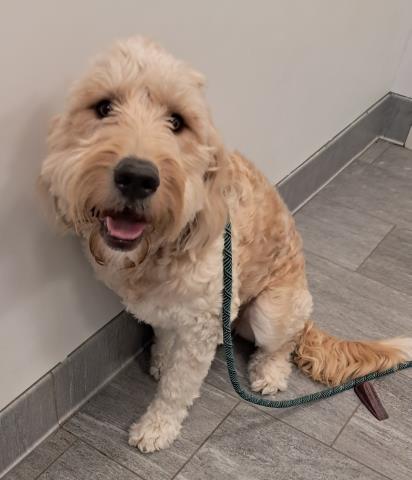 Pebbles - Female - Standard Poodle-Mix