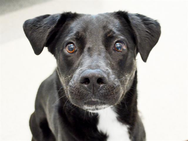 Nora - Female - Labrador Retriever-Mix