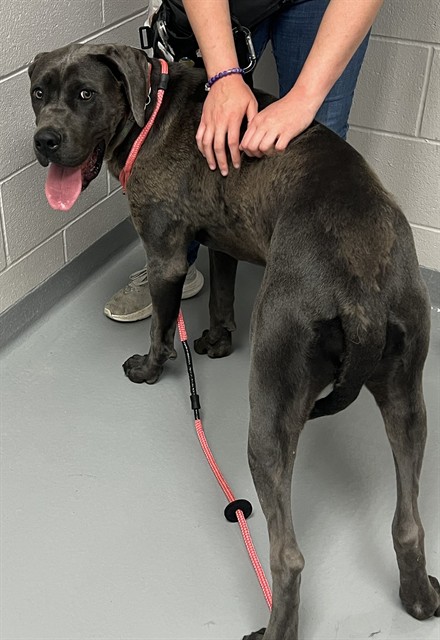 Kali - Female - Great Dane-Mix
