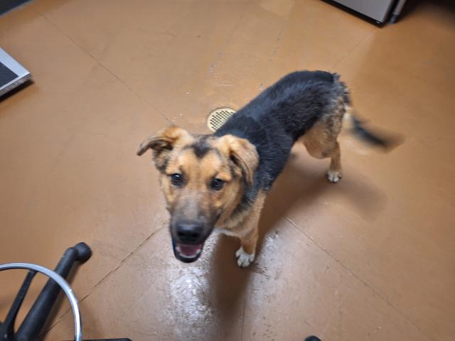 Thistle - Male - German Shepherd-Mix