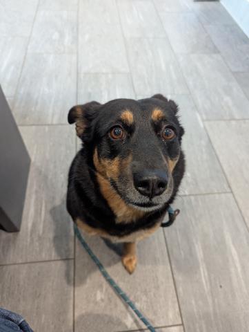 Morena - Female - Australian Kelpie