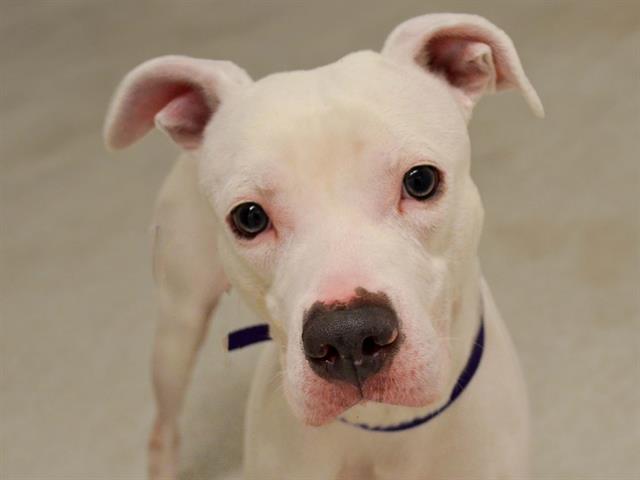 Azriel - Male - Pit Bull-Mix