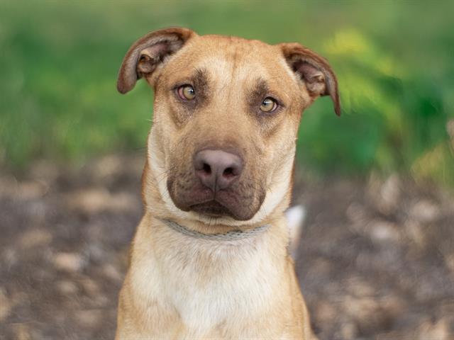 Russell - Male - Nonspecific-Mix