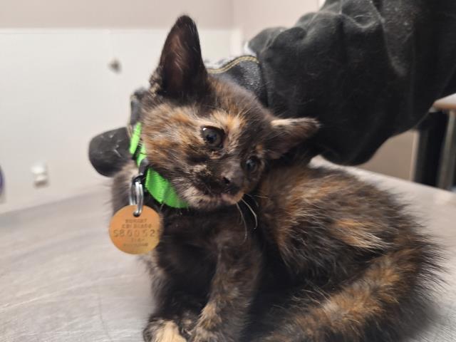 Mystique - Female - Domestic SH
