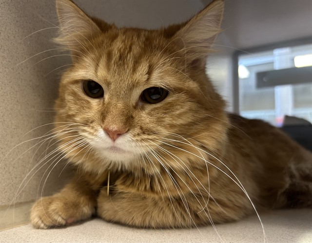 Yami - Male - Domestic LH