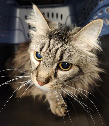 Meg - Female - Domestic LH