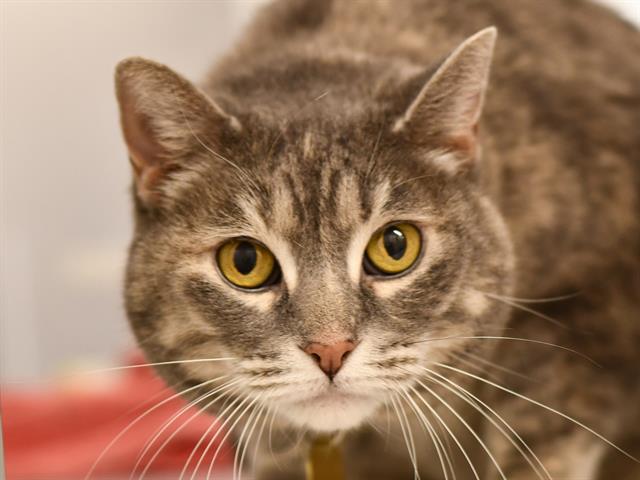 Buttercup - Female - Domestic LH
