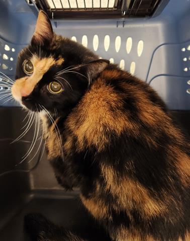 Sassy - Female - Domestic LH