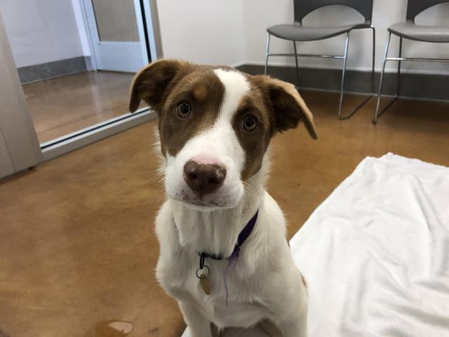 Fred - Male - Australian Shepherd-Collie