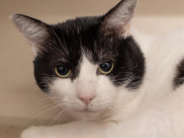 Juju - Male - Domestic SH