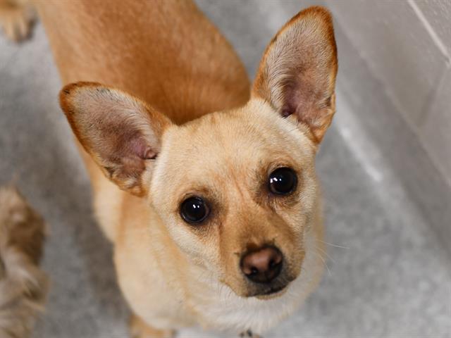 Beetle - Male - Chihuahua