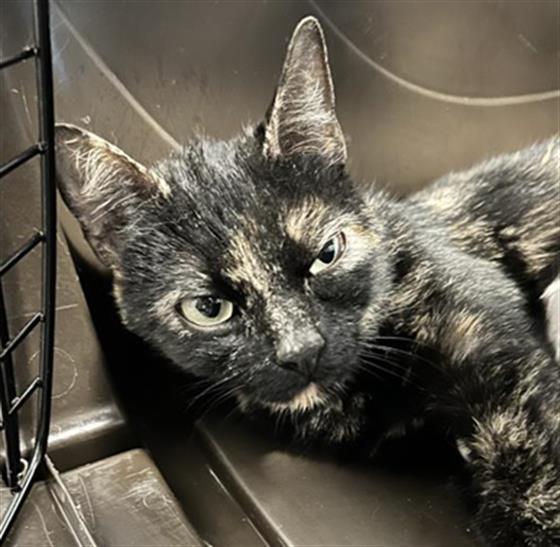  - Female - Domestic SH