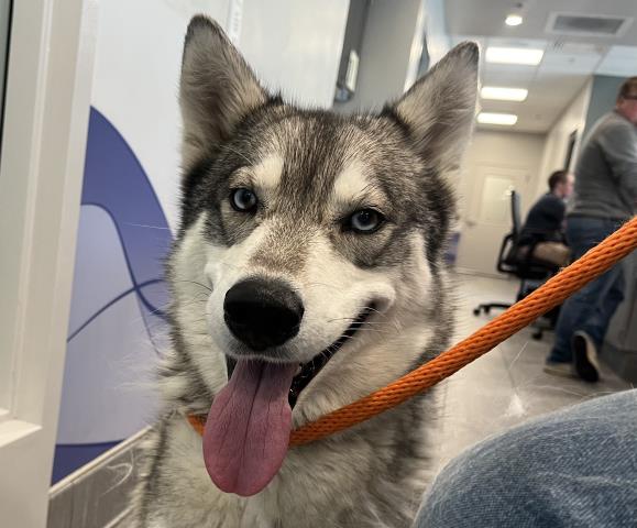 Ava - Female - Siberian Husky