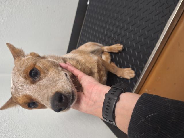 Coral - Female - Australian Cattle Dog