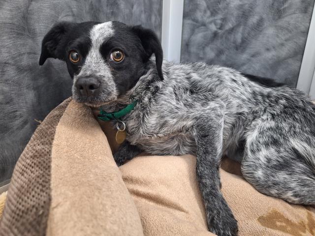 Bluey - Female - Cocker Spaniel-Miniature Poodle