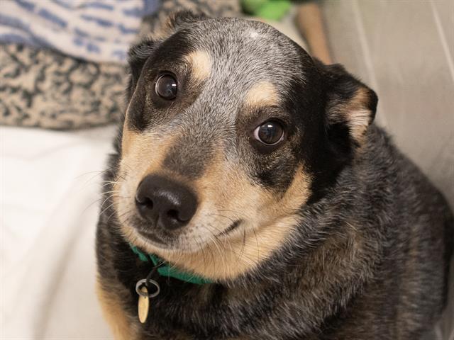 Esme - Female - Australian Cattle Dog